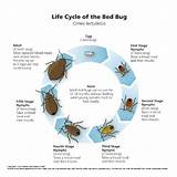 Best Bed Bug Treatment Company