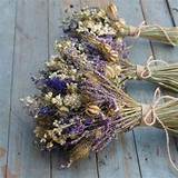 Images of Where To Buy Dried Flowers