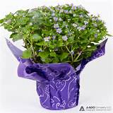 Images of Purple Potted Flowers