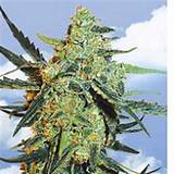 Feminized Marijuana Seeds For Sale Usa
