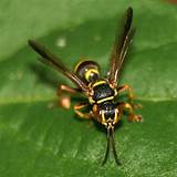 Shelby County Wasp Images