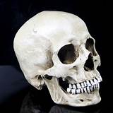 Medical Skull Model Pictures