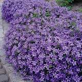 Low Growing Perennials Purple Flowers Pictures