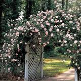 Images of Where To Buy Climbing Roses