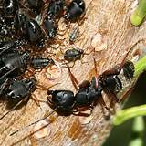 White Ants Cypress Pine Pictures