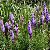 Tall Spiky Purple Flowers Photos