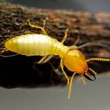 Custom Termite And Pest Control Photos