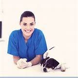 Dog Cystitis Home Treatment