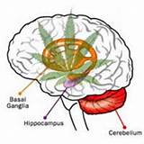 Does Marijuana Increase Brain Cells