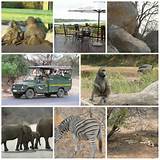 Pictures of Prices For Kruger National Park
