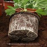 Marijuana Root Growth Images