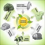 Biomass Is It Renewable