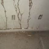 Drywall Termites Pictures