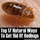 Pictures of How To Get Rid Of Bed Bugs The Natural