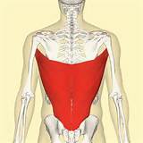 Pictures of Latissimus Dorsi Muscle Exercises
