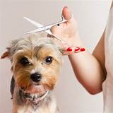 Images of Dog Grooming Business Salary