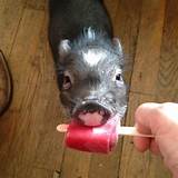 Mini Pig Care Supplies Images