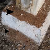 Pictures of Ground Termites Signs