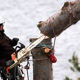 Images of Tree Climbing Safety Gear