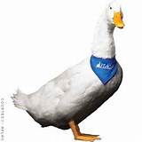 Pictures of Aflac Life Insurance Jobs