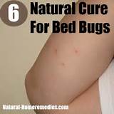 Pictures of How To Get Rid Of Bed Bugs Natural Remedies