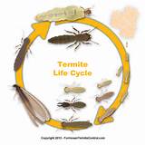 Termite Life Cycle Diagram Photos