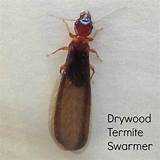 Images of Drywood Termites Treatment Options