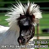 Pictures of Electric Fence Animals