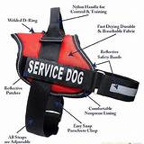 Pictures of How To Get Your Dog A Service Vest