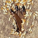 Termites South Africa Images
