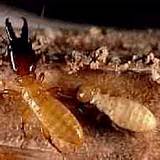 Getting Rid Of Termites In Walls