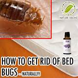 Natural Ways To Get Rid Of Bed Bugs Photos
