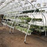 Pictures of Grow Rack Greenhouse