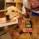 Images of Brigadoon Service Dogs