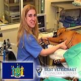 Equine Veterinary Technician Salary Photos