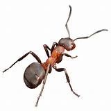 In Home Ant Control Images
