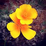 Images of California Flower