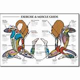 Pictures of Multi Muscle Exercises