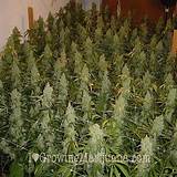 Pictures Of Marijuana Plants Growing
