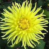 Different Types Of Yellow Flowers Pictures