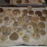 How Do You Clean Sand Dollars Pictures