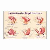 Kegel Muscle Exercises Pictures
