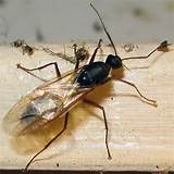 Carpenter Ants With Wings Identification Images