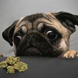 Marijuana Edibles For Dogs Photos