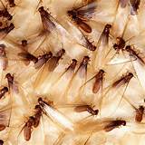 Do Termites Fly At Night Photos