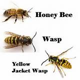 Wasp Or Bee Images