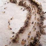 Advanced Termite Control