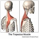 Photos of Strengthening Upper Trapezius Muscle