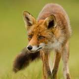 Fox Pest Control Pictures