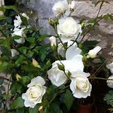 Climbing White Rose